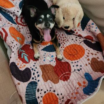 Gracie -  Chihuahua Dog for Adoption in Conway, South Carolina - Gracie | PetCurious