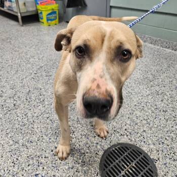 Retriever Dogs Available for Adoption - Pearl | PetCurious