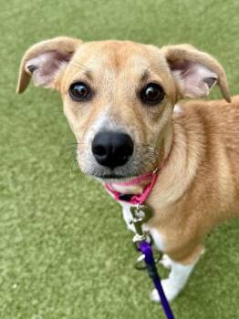 Foxy -  Mixed Breed Dog for Adoption in Wichita, Kansas - Foxy | PetCurious
