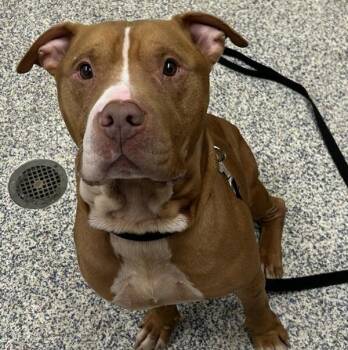 Mikey -  Pit Bull Terrier Dog for Adoption in Golden, Colorado - Mikey | PetCurious
