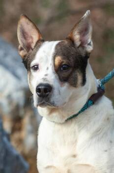 Australian Cattle Dog Blue Heeler Dogs Available for Adoption in Johnson City, Tennessee - Durango | PetCurious