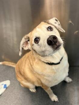 JASPER -  Mixed Breed Dog for Adoption in Dallas, Texas - JASPER | PetCurious