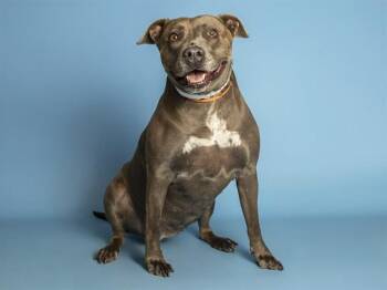 SWEETIE -  Pit Bull Terrier Dog for Adoption in Phoenix, Arizona - SWEETIE | PetCurious