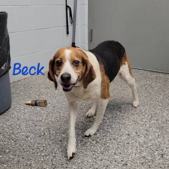 Beck -  Beagle and Mixed Breed Dog Available for Adoption in Parkersburg, West Virginia - Beck | PetCurious