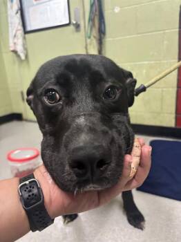 Rescue Labrador Retriever and Mixed Breed Dogs for Adoption in Indianapolis, Indiana - DRACO | PetCurious