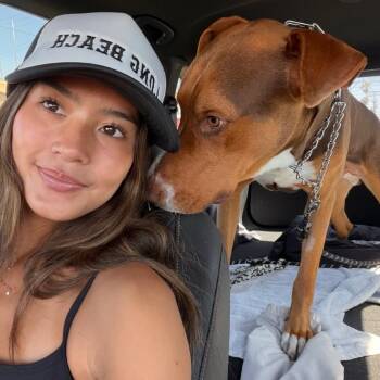Doberman Pinscher and Mixed Breed Dogs Available for Adoption in San Diego, California - Caramel Aka Moose | PetCurious