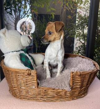 Wishbone -  Jack Russell Terrier and Chihuahua Dog for Adoption in Fort Worth, Texas - Wishbone | PetCurious