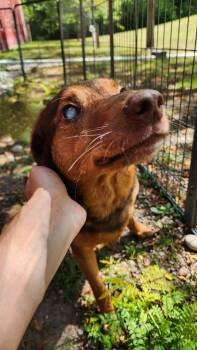 Hobbs bonded with son Honda -  Labrador Retriever and Beagle Dog for Adoption in Rochester, New York - Hobbs Bonded With Son Honda | PetCurious