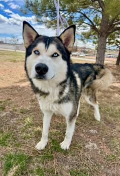 Siberian Husky Dogs Available for Adoption in Gillette, Wyoming - Yoshi | PetCurious