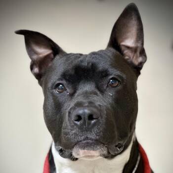 Dozer- 52176 -  Pit Bull Terrier Dog for Adoption in Columbia, Maryland - Dozer- 52176 | PetCurious