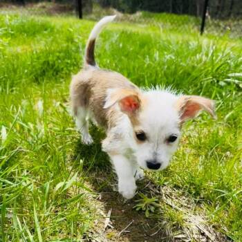 Chihuahua Dogs Available for Adoption in Bristol, Wisconsin - Riley | PetCurious