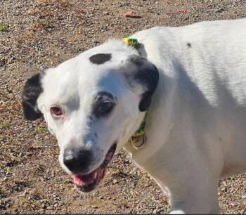 Libby Lou (4 Years Old) -  Mixed Breed Dog for Adoption in Albany, New York - Libby Lou (4 Years Old) | PetCurious