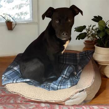 Mixed Breed Dogs Available for Adoption in Morgantown, Kentucky - Millie | PetCurious