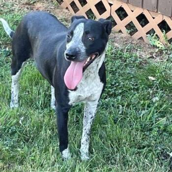Dixie Rose -  Mixed Breed Dog for Adoption in Lenoir, North Carolina - Dixie Rose | PetCurious