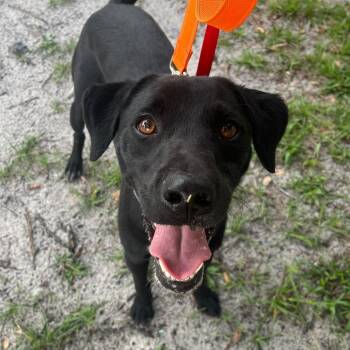 Black Labrador Retriever and Mixed Breed Dogs Available for Adoption in Merritt Island, Florida - Duke | PetCurious
