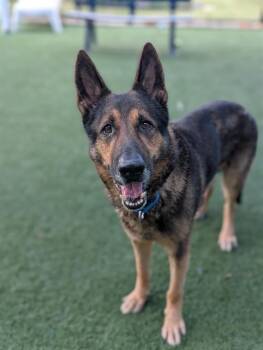 HEINZ -  German Shepherd Dog Dog for Adoption in Dallas, Texas - HEINZ | PetCurious