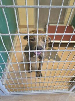 Rescue Pit Bull Terrier and Mixed Breed Dogs for Adoption in Texas City, Texas - SUGAR | PetCurious