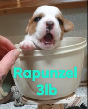Rescue Saint Bernard and Pit Bull Terrier Dogs for Adoption in Magnolia, Texas - Disney Litter- Girls | PetCurious