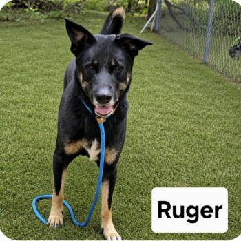 Ruger -  German Shepherd Dog Dog for Adoption in Cedarburg, Wisconsin - Ruger | PetCurious