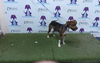 A605090 -  Beagle and Mixed Breed Dog for Adoption in Orlando, Florida - A605090 | PetCurious