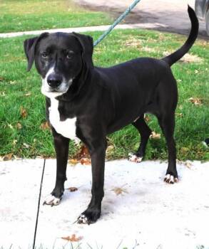 Great Dane and Labrador Retriever Dogs Available for Adoption - Brody | PetCurious