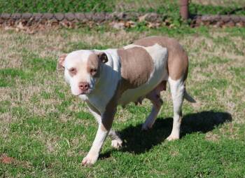 Pit Bull Terrier and Mixed Breed Dogs Available for Adoption - JOURNEE | PetCurious