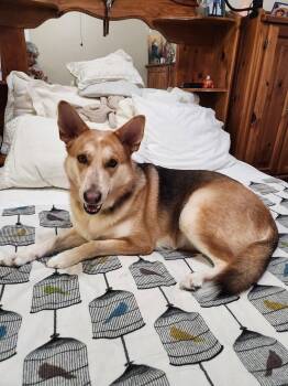 Arizona -  German Shepherd Dog Dog for Adoption in Sugar Land, Texas - Arizona | PetCurious