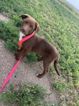 Hugh -  Chocolate Labrador Retriever Dog for Adoption in Fort Collins, Colorado - Hugh | PetCurious