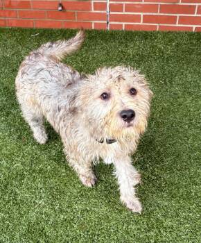 Quinn -  Cairn Terrier and Mixed Breed Dog for Adoption in Oxford, Michigan - Quinn | PetCurious