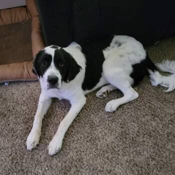 Nova -  Saint Bernard and Great Pyrenees Dog for Adoption in Magnolia, Texas - Nova | PetCurious