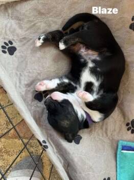 Rescue English Bulldog and Mixed Breed Dogs for Adoption in Severance, Colorado - Blaze | PetCurious