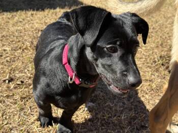 Labrador Retriever and Basset Hound Dogs Available for Adoption - Valentina Grace | PetCurious