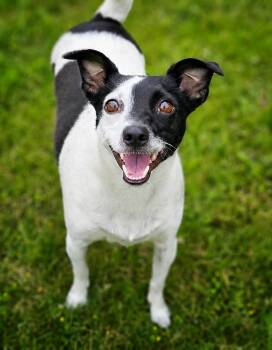Dolly -  Jack Russell Terrier and Chihuahua Dog for Adoption in Bay City, Michigan - Dolly | PetCurious