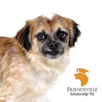 Rescue Tibetan Spaniel Dogs for Adoption in Burbank, California - Chipper | PetCurious