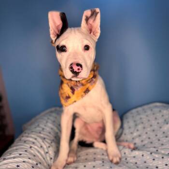 Bull Terrier Dogs Available for Adoption - Spud | PetCurious