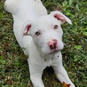 Aura -  Pit Bull Terrier and Mixed Breed Dog for Adoption in Durham, North Carolina - Aura | PetCurious