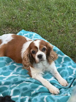Rescue Cavalier King Charles Spaniel Dogs for Adoption in Brandon, South Dakota - Josie | PetCurious
