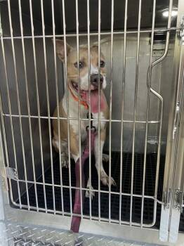 GRACIE -  Mixed Breed Dog for Adoption in Dallas, Texas - GRACIE | PetCurious