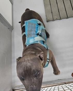 Diesel -  Pit Bull Terrier Dog for Adoption in Mocksville, North Carolina - Diesel | PetCurious