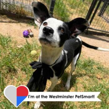 Karlita -  Mixed Breed Dog for Adoption in Fort Collins, Colorado - Karlita | PetCurious