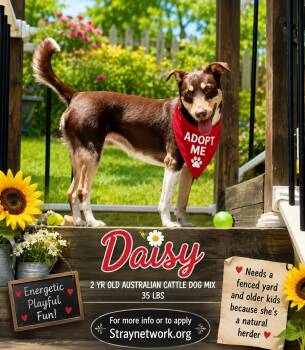 Daisy -  Australian Cattle Dog Blue Heeler Dog for Adoption in Hatfield, Pennsylvania - Daisy | PetCurious
