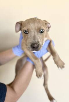 Pit Bull Terrier Dogs Available for Adoption - Lima | PetCurious