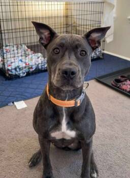 Rescue Pit Bull Terrier Dogs for Adoption in Warner Robins, Georgia - Marie | PetCurious