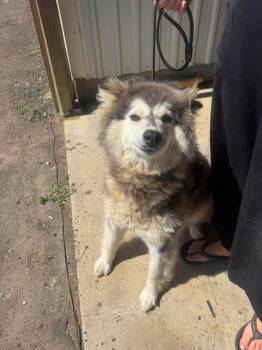Maeve -  Husky and Mixed Breed Dog for Adoption in Calgary, Alberta - Maeve | PetCurious