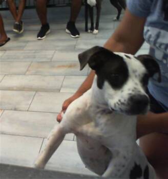 A1267967 -  Mixed Breed Dog for Adoption in Charlotte, North Carolina - A1267967 | PetCurious