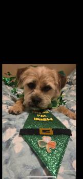 Border Terrier and Poodle Dogs Available for Adoption - Reggie | PetCurious