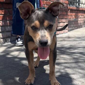 Muffin -  Mixed Breed Dog for Adoption in Bend, Oregon - Muffin | PetCurious