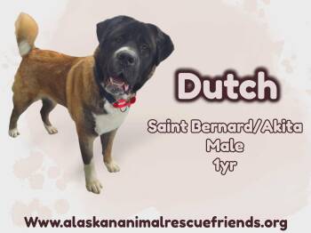 Saint Bernard and Akita Dogs Available for Adoption in Anchorage, Alaska - Dutch | PetCurious