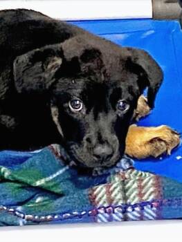 Betty -  Rottweiler Dog Available for Adoption in Hartsville, South Carolina - Betty | PetCurious