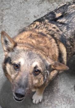 Buttercup -  German Shepherd Dog Dog for Adoption in Gold Beach, Oregon - Buttercup | PetCurious